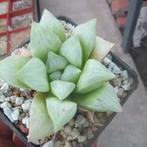 haworthia mutica bakuyov