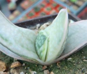 gasteria obtusa variegata