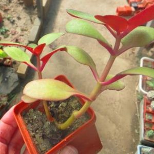 crassula streyi toelken