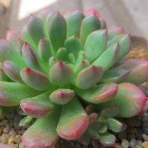 echeveria species