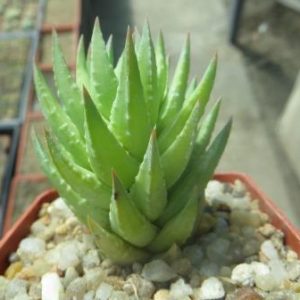 haworthia glauca