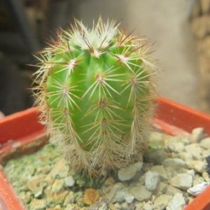 echinocereus russanthus