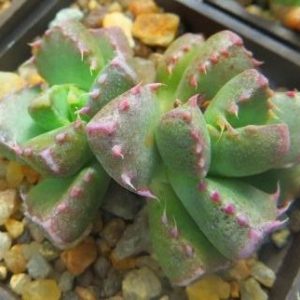 faucaria bosscheana