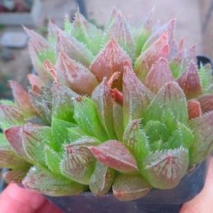 haworthia korisato hybrid