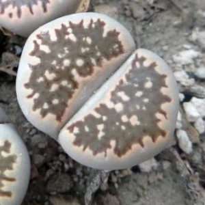 1609  ithops salicola reticulata