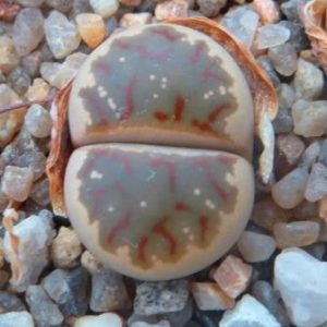 lithops dorotheae