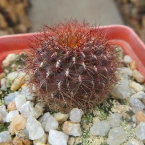 sulcorabutia mentosa