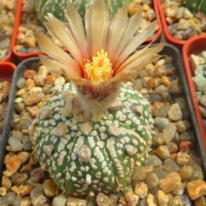 astrophytum super kabuto розоватый цветок