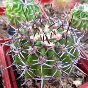 acanthocalycium peitscherianum