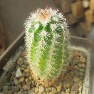 Echinocereus reichenbachii — v. albispinus