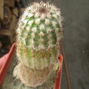 echinocereus reichenbachii ssp. perbellus