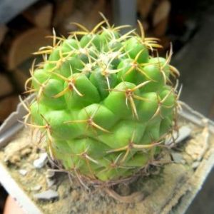 coryphantha borwigii