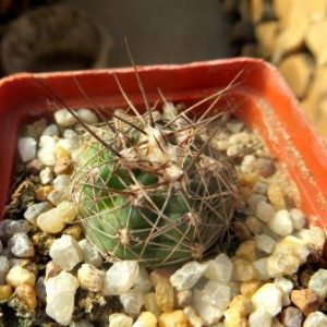 coryphantha Sp.  CSD 296(MG164.3 ) Panarotto