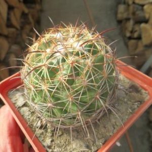 coryphantha Sp.  CSD 296(MG164.3 ) Panarotto  2004 года посев