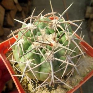 gymnocalycium bicolor
