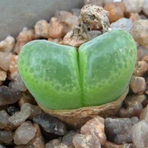 1798 1066optalmophyllum  SB