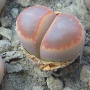 lithops olivacea C 162