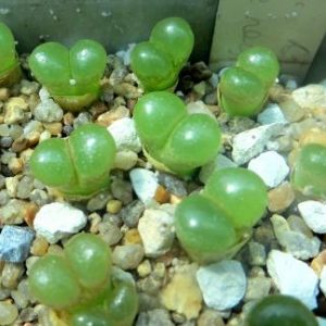 conophytum limpidum Aggrneys