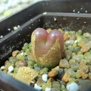 conophytum maughanii