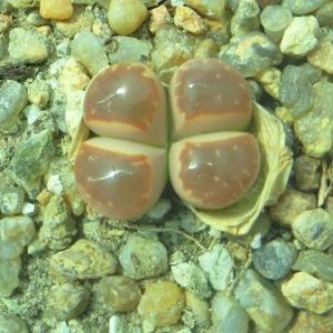lithops olivacea C162