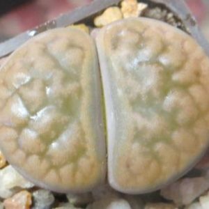 1616.54 lithops hookeri marginata
