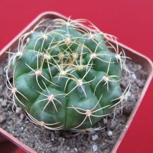 Gymnocalycium anisitsii