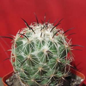 Coryphantha durangensis