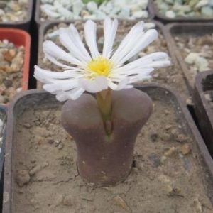 ophthalmophyllum triebneri