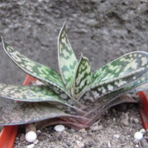 Gasteria liliputana hybr.   сеянец