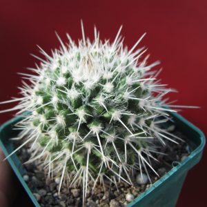 Mammillaria nejapensis