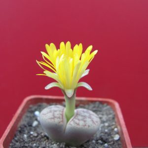 Lithops pseudotruncatella pulmonuncula