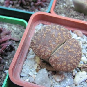Lithops lesliei hornii