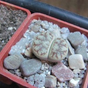 Lithops pseudotruncatella