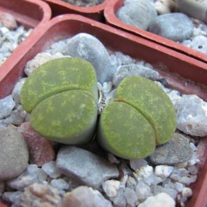 Lithops lesliei Albinica