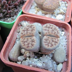 Lithops laricheana