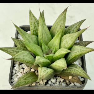 Haworthia cv. "Metallica"