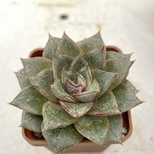 Echeveria purpusorum