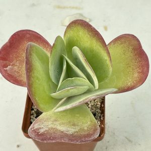 Kalanchoe thyrsifolia