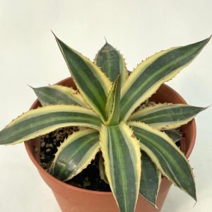 Agave lophantha quadricolor