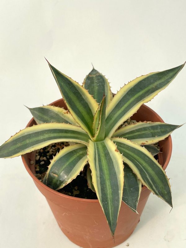 received_1701158100322151
