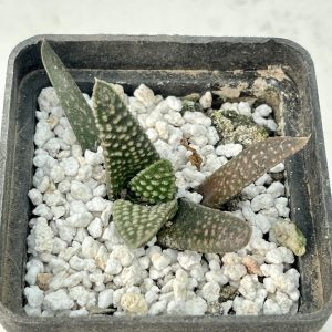 Haworthia koelmaniorum x minima