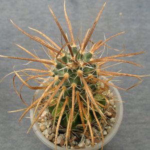 Toumeya papyracantha
