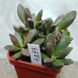 4293 Adromischus marianae 'Tanqua' весь горщик