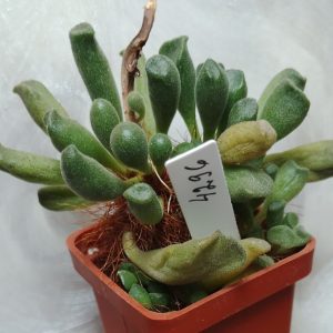 4296 Adromischus cristatus var. schonlandii весь горщик