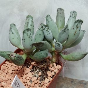 4299 Adromischus cooperi весь горщик