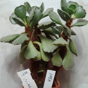 4301 Adromischus crispatus