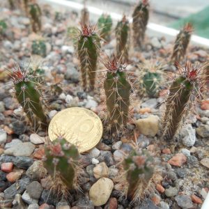 Echinocereus pentalopus x knippelianus
