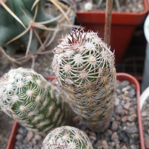 Echinocereus adustus - Chihuahua - GK -