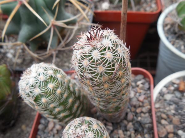 DSCN7541