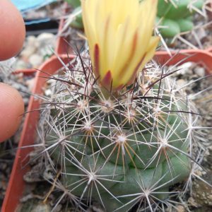 Coryphantha spec. nova PAR 111 - P.Kupcak -
